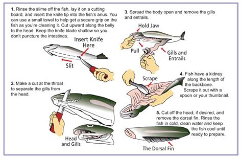 how to clean a fish|How to Clean a Fish .